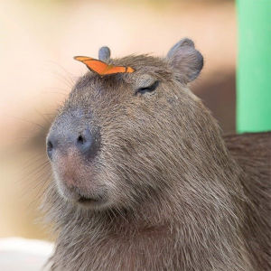 photo of a capybara with a heliconian butterfly on its head. how serene!
