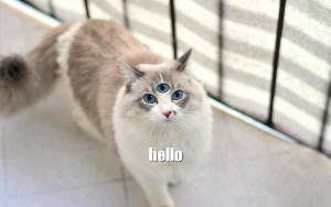 a compressed photo of a fluffy gray and white domestic cat, mildly surprised, captioned "hello" in lowercase Impact. the cat has been edited to have three eyes.